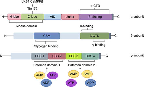 Figure 1 Subunit structure of AMPK.