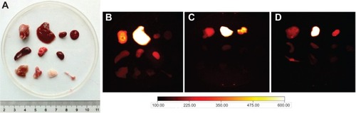 Figure 9 Ex vivo imaging of the three groups.Notes: Prominent NIRF signal from the tumor, liver, kidney, and spleen biodistribution indicated significant uptake of (A) white light photograph, (B) 800ZW–SPION@dSiO2–YY146, (C) 800ZW–SPION@dSiO2 with a blocking dose of YY146, (D) 800ZW–SPION@dSiO2 in these three organs at 48 hours pi, which corroborated the in vivo findings.Abbreviations: NIRF, near infra-red fluorescence; SPION, superparamagnetic iron oxide nanoparticles; pi, postinjection.