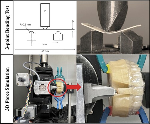 Figure 2. The orthodontic measurement and simulation system (OMSS) was configured in two ways. The upper setup was employed to assess the maximum flexural strength through a 3-point bending test. Meanwhile, the lower configuration was utilised to gauge the force and moment exerted by orthodontic aligners on an individual separated tooth, connected to a sensor.