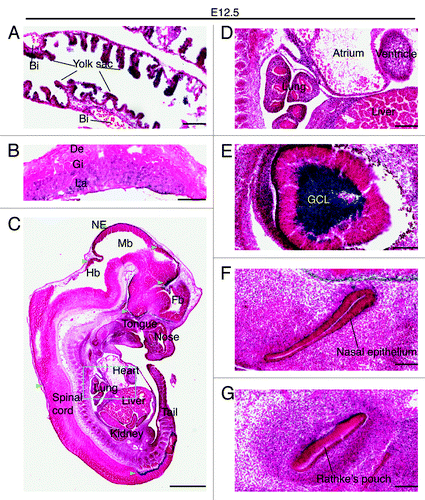 Figure 5. Brpf1 expression in E12.5 embryonic and extraembryonic sections. (A–C) β-Galactosidase staining was performed on frozen sections of the Brpf1l/+ yolk sac (A), placenta (B) and embryo (C) at E12.5. Representative images are presented here, and no positive staining was detected in sections from the wild-type counterparts (data not shown). (D) Magnified image of the region boxed in (C). (E-G) Enlarged images of the eye, nasal epithelium and Rathke's pouch taken from parasagittal sections parallel to that shown in (C). While strong expression was detected in the yolk sac endoderm, blood islands appeared negative (A). The staining became diffused in the labyrinth, which is expanding at this stage of development (B). In the embryo proper, strong activity was detected at the roof of the midbrain, superficial striatum of the thalamus and hypothalamus, and mantle region of the spinal cord in the lumbosacral zone (C). Note the particularly strong staining in the ganglion cell layer of the retina (E). Abbreviations: Bi, blood island; De, decidua; Fb, forebrain; GCL, ganglion cell layer of the retina; Gi, giant trophoblasts; Hb, hindbrain; La, labyrinth layer; Mb, midbrain; NE, neuroepithelium. Scale bars, 100 μm (A) and (E–G), 0.5 mm (B), 1 mm (C), and 200 μm (D).