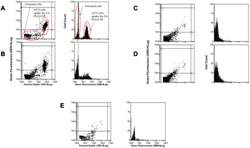 Figure 9 Flow cytometric analysis of A375 melanoma cells when incubated with coumarin-loaded nanoparticles in different concentration of nanoparticles suspension; (A) 0.1 mg/mL, (B) 1.0 mg/mL, (C) 2.5 mg/mL, (D) 5.0 mg/mL and (E) 10.0 mg/mL incubated for 24 h.