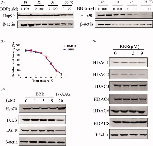 Figure 4. BBR did not inhibit Hsp90 and HDACs in SW480 cells. (A) The binding effect between BBR (100 μM) and Hsp90 was detected by the thermal stabilization-based CESTA method at 48–76 °C after 30 min of incubation at room temperature. (B) Hsp90 protein expression was quantified and the data are presented as means ± S.D. of three independent experiments. (C) Western blot analysis of Hsp70, IKKβ and EGFR in BBR treated SW480 cells after 24 h incubation. The Hsp90 inhibitor 17-AAG was included as positive control. (D) Western blot analysis of HDAC proteins in BBR treated SW480 cells after 24 h incubation.