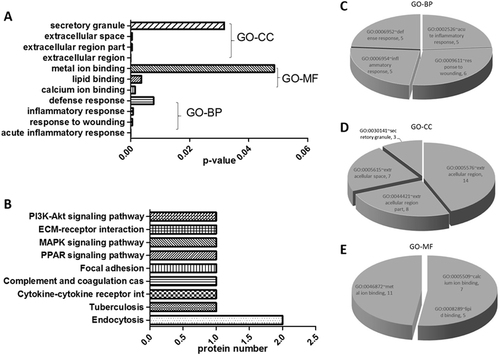 Fig. 2 Data mining of the set of PTB urinary biomarker candidates.a Gene ontology (GO) enrichment analysis; b KEGG pathway mapping; c biological processes; d cellular component; and e molecular function. A p-value <0.05 indicates statistical significance using a binomial test