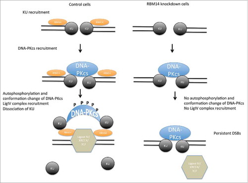 Figure 4. Model of NHEJ factor regulation. The KU heterodimers are recruited to DSB sites, and then DNA-PKcs complex is recruited in KU-dependent manner, securing the DSB end synapsis. RBM14 is required for the recruitment of DNA-ligase IV complex and autophosphorylation of DNA-PKcs which causes conformation change of DNA-PKcs. In the absence of RBM14, the DNA-ligase IV complex is not recruited to DSB sites. KU proteins persist on damaged chromatin, and ligation does not occur.