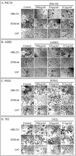 Figure 2. Inhibition by anti-integrin ß-1 mAbs of cell aggregation and aggregate coalescence in a 3D Matrigel environment at 540, 0.6 and 0.3 µg per ml.Control cultures were untreated. (a). P4C10. (b). AIIB2. (c). P5D2. (d). 7E2. The scale bar for all micrographs is provided in panel A.