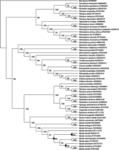 Figure 1. Whole mitogenome, Chiroptera phylogeny constructed using RAxML from an alignment of 57 Chiroptera mitogenomes, with cow (Bos taurus) as an outgroup. GenBank accession numbers are shown adjacent to species names. Percentage bootstrap support is shown at each node. Both ML and BI analyses show M. bechsteinii clusters within the genus Myotis. Nodes within Myotis which differed between the two analyses are marked with grey circles.