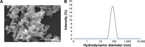 Figure 1 Characterizations of ZnO NPs.Notes: (A) Scanning electron microscopy image of ZnO NPs; scale bar =500 nm. (B) Hydrodynamic diameter.Abbreviation: ZnO NPs, zinc oxide nanoparticles.