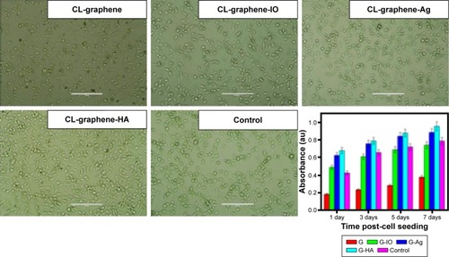 Figure 7 Phase contrast micrographs of cell proliferation in the presence of different samples and their MTT assay showing the highest cell viability for G-HA. G-HA is statistically (P<0.01) greater than controls at all time points.Note: Scale bar: 200 μm.Abbreviations: MTT, 3-(4,5-dimethylthiazol-2-yl)-2,5-diphenyltetrazolium bromide; CL, collagen; Ag, silver; IO, iron oxide; HA, hydroxyapatite.