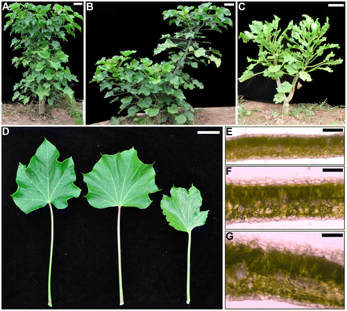 Figure 2. Plants and leaves of diploid and tetraploid J. curcas. (A) Diploid, (B) tetraploid, and (C) octoploid plants. Bars = 10 cm. (D) From left to right, diploid, tetraploid, and octoploid leaf. Bars = 5 cm. (E–G) Leaf cross section of (E) diploid, (F) tetraploid, and (G) octoploid. Bars = 200 μm.