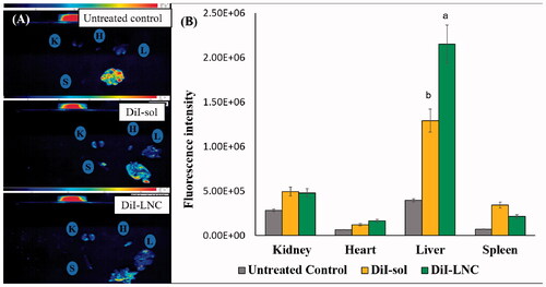 Figure 5. Biodistribution of DiI-LNC in comparison with DiI solution and untreated control. (A) Fluorescent luminescent images of organs isolated 6 h post intraperitoneal administration (K: kidney, H: heart, L: liver, S: spleen) and (B) fluorescence intensity in different organs. Error bars represent SD (n = 3). ap<.05 vs. Dil-sol, bp<.05 vs. Dil-LNC.