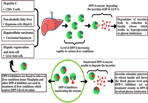 Figure 7 Liver diseases cause an increase in DPP-4, which causes glucose intolerance and DPP-4 inhibitors lead to relief in glucose intolerance as well as in liver conditions.