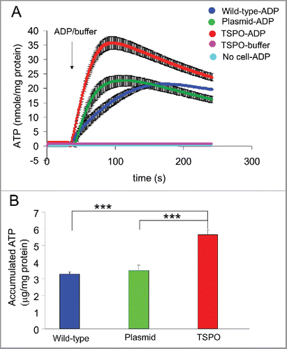 Figure 3. TSPO increased mitochondrial ATP production. (A) Averaged time-course of ATP production from permeabilised Jurkat cells was measured with luciferin-luciferase and a microplate reader. ATP production after injection of 2 mM ADP was markedly increased in all 3 cell types (wild-type, empty plasmid and TSPO-Jurkat cells). ATP production in TSPO-Jurkat cells increased at a greater rate than that in wild-type and empty plasmid Jurkat cells. (B) Accumulated ATP following injection of ADP in TSPO-Jurkat cells, calculated by subtracting the baseline (before ADP injection), was significantly greater than that observed in wild-type and empty plasmid Jurkat cells.