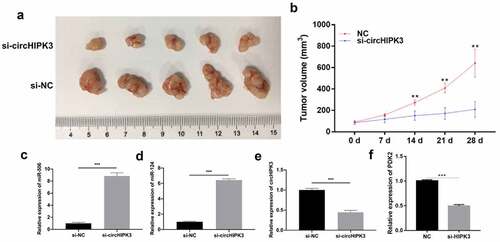 Figure 5. Knock down of circHIPK3 dramatically suppressed growth and upregulated miR-124 and miR-506 in HCC xenograft tumors. (a) After 4 weeks, groups of tumors were present in nude mice as observed by photography and comparison. (b) The length and width of the tumors were measured, and their volume was calculated at 0, 7, 14, 21 and 28 days. RT–qPCR assays revealed the expression changes of miR-506 (c), miR-124 (d), circHIPK3 (e) and PDK2 (f) in xenograft tumors. *P< 0.05, **P< 0.01, ***P< 0.001.