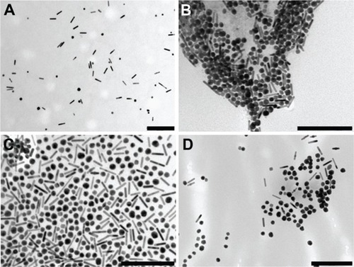 Figure 5 Transmission electron microscopy images of the gold nanorods after different laser exposures: (A) 30 mJ/cm2 for 20 seconds; (B) 60 mJ/cm2 for 40 seconds; (C) 90 mJ/cm2 for 40 seconds; (D) 30, 60, and 90 mJ/cm2 consecutively, for 20 seconds each time.Note: Scale bars are 200 nm.