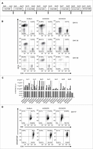 Figure 5. CD19xCD3 DART induces T-cell expansion and preserves cytotoxic capacity upon repeated challenges.( A) Schedule of repetitive culture of PBMC derived from a patient with CLL. PBMC were cultured with IL2 (20U/ml) and IL7 (5 ng/ml) and analyzed by flow cytometry. Fresh autologous CD19+ cells (E:T ratio 1:5) were added as indicated (black arrows). (B) Representative flow cytometric dot plots of CD19+ and CD8+ cells after the first (day 8), fifth (day 36), and last (day 58) challenges with autologous B-CLL cells. (C) Absolute number of CD4+ (white column), CD8+ (gray column) and CD19+ (black column) calculated at the end of every challenge. (D) Representative dot plots of intracellular Granzyme B expression as evaluated by flow cytometry at day 17 (III challenge). Values indicate the percentage of CD4+/granzyme-B+ (upper panel) and the CD8+/granzymeB+ population (lower panel).