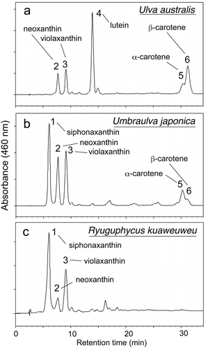 Fig. 38. HPLC chromatographs comparing accessory photosynthetic pigments among Ulva australis, Umbraulva japonica and Ryuguphycus kuaweuweu gen. et comb. nov. (= U. kuaweuweu). Note that the carotenoid siphonaxanthin is present in U. japonica and R. kuaweuweu but absent in Ulva australis. In contrast, R. kuaweuweu lacks α- and β-carotene, which are present in Ulva australis and Umbraulva kuaweuweu