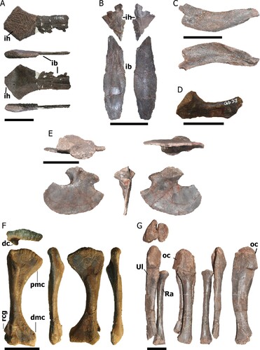 FIGURE 8. Pectoral girdle and forelimb bones of Mystriosuchus alleroq, sp. nov. A, partial interclavicle NHMD-916833 (ventral, right, dorsal, and left views); B, interclavicle NHMD-916834 and NHMD-916835 (dorsal and ventral views); C, clavicle NHMD-916836 (anterior and posterior views); D, juvenile scapula NHMD-916839; E, right coracoid NHMD-916837 (lateral, posterior, medial, ventral, and dorsal views); F, right humerus NHMD-916843 (anterior, lateral, posterior, and medial views); G, right ulna and radius NHMD-916845 and NHMD-916846, respectively (anterior, medial, posterior, and lateral views). Abbreviations: dc, deltoid crest; dmc, distal medial condyle; ib, interclavicle body; ih, interclavicle head; oc, olecranon; pmc, proximal medial condyle; Ra, radius; rcg, radio-condylar groove; Ul, ulna. Scale bars A, C, G equal 4 cm; B, E–F equal 10 cm; D equals 2 cm.