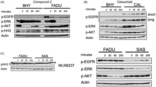 Figure 4. Effects of compound 2 on EGFR and aurora kinases in growing SCCHN cell lines (A) Western blot analysis of EGFR (pEGFR, pERK, p-AKT) and aurora A (p-HH3) downstream target proteins following incubation with 100 μM compound 2 for the indicated time points in BHY and FADU SCCHN cell lines. (B) BHY and CAL cell lines treated for the indicated time points with 200 nM cetuximab. Western blot analysis of EGFR downstream targets. (long exposure and short exposure). (C) FADU and SAS SCCHN cell lines incubated with 10 nM MLN8237 and 5 nM R736 showed inhibition of histone H3 phosphorylation. Western blot analysis of p-HH3 at the indicated time points. Asterisk (*) represents unspecific band.