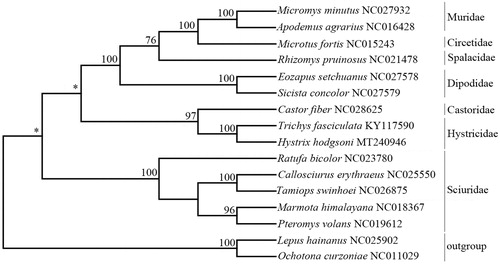 Figure 1. A phylogenetic tree (Neighbor-joining) based on 13 complete mitogenomes of species within Rodentia. Support values for each node were calculated from bootstrap values (BS). *Represents BS below 75.