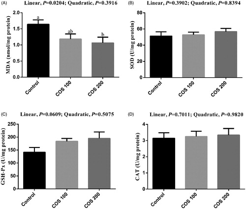 Figure 5. Effects of chitosan oligosaccharides (COS) on anti-oxidant status in spleen of yellow-feather broilers under high ambient temperature. Control group, basal diet; COS100 group, basal diet with 100 mg/kg COS; COS200 group, basal diet with 200 mg/kg COS. MDA: malondialdehyde; SOD: superoxide dismutase; GSH-Px: glutathione peroxidase; CAT: catalase. Values are mean ± standard error of mean. The values have different superscript letters are different (p < .05).