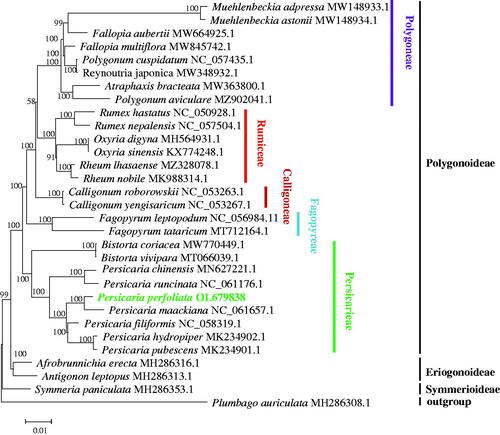 Figure 1. Phylogenetic tree of Persicaria perfoliata and 29 other species of Polygonaceae based on the complete chloroplast genome sequence. The species of Plumbago auriculata from Plumbaginaceae served as the outgroup. The tree was generated by maximum-likelihood (ML) analysis using MEGA X and the GTR + G+I nucleotide model. The stability of each tree node was tested by bootstrap analysis with 1000 replicates. The numbers on branches were bootstrap support values.