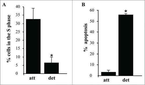 Figure 2. Detachment from the ECM triggers growth arrest and apoptosis of intestinal epithelial cells. (A) IEC-18 cells were cultured attached to or detached form the ECM for 15 h and assayed for the distribution of the cells in phases of the cell cycle by flow cytometry. Percentage of the cells in the S phase of the cell cycle is shown. The numbers represent the average of 2 independent experiments plus the SD. (B) The cells were cultured as in (A), stained with propidium iodide (PI) and ANXA5 and assayed for ANXA5 and PtdIns binding by flow cytometry. Percent apoptosis was calculated as the sum of the percentages of ANXA5-positive-PI-negative cells (undergoing early stages of apoptosis) and ANXA5-positive-PtdIns-positive cells (undergoing late stages of apoptosis). The numbers represent the average of 2 independent experiments plus the SD. * Indicates that the p-value was less than 0.05.