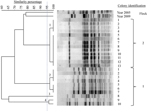 Figure 3. PFGE dendrogram and corresponding DNA fragment patterns of 23 E. coli colonies obtained from the bone marrow of single hens with EPS from two successive flocks of Farm D (Flocks 1 and 2). Genotypes found in the second flock were unrelated to those of the previous one. Additional colonies of the years 2005 and 2009 from other EPS cases were included.