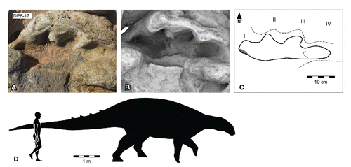 FIGURE 53. Broome thyreophoran morphotype A, from the Yanijarri–Lurujarri section of the Dampier Peninsula, Western Australia. Possible right manual impression, UQL-DP8-17, preserved in situ as A, photograph; B, ambient occlusion image; and C, schematic interpretation. D, silhouettes of hypothetical Broome thyreophoran morphotype A trackmaker based on UQL-DP8-17, compared with a human silhouette. See Figure 19 for legend.