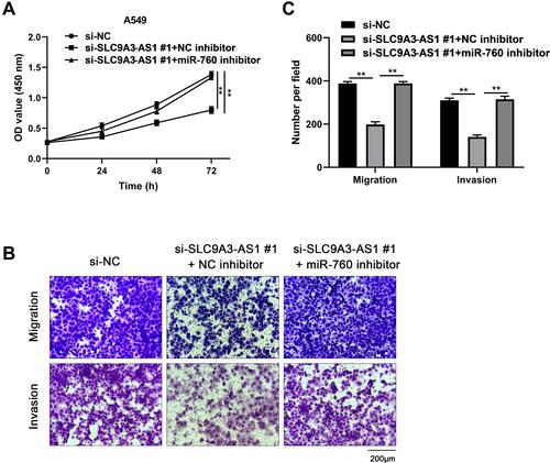 Figure 5 MiR-760 knockdown reverses the tumor-suppressive effect of silencing SLC9A3-AS1 in NSCLC cells. (A) A549 cell proliferation was measured by CCK-8 assay after co-transfection of si-SLC9A3-AS1 and miR-760 inhibitor. (B) A549 cell migration and invasion were measured by transwell assay after co-transfection of si-SLC9A3-AS1 and miR-760 inhibitor. (C) Calculation of A549 cells that migrated or invaded through the filter following eosin staining by transwell assay. **P< 0.01.