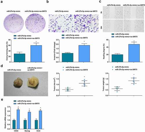 Figure 8. Elevated SIRT5 reverses the inhibitory influence of up-regulated miR-27b-5p on OCSCs progression and tumorigenesis in vivo. A. The colony formation ability examined via colony formation assay; B. The invasion ability of CD133+ OCSCs in each group detected via Transwell assay; C. The migration ability of CD133+ OCSCs in each group detected via scratch test; D. In vivo xenograft experiment results; E. Stem cell-related genes (CD44, Nanog, and Oct4) expression detected via RT-qPCR; * vs the miR-27b-5p mimic, P < 0.05; Panel D (n = 5), Panel A-C, and E (N = 3).