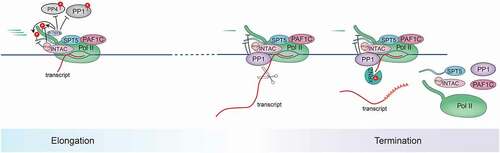 Figure 4. Schematic of SPT5 function in elongation-termination transition.