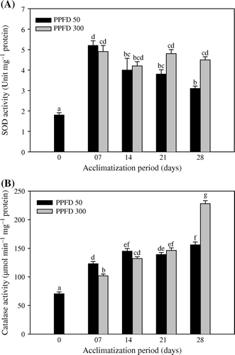 Figure 3.  Activities of superoxide dismutase (A) and catalase (B) in micropropagated plantlets of T. indica acclimatized at PPFD 50 and 300 µmol m−2 s−1 for 28 days. Bars represent the mean±SE (n=5). Bars denoted by the same letter are not significantly different (p =0.05) using Tukey's tests.