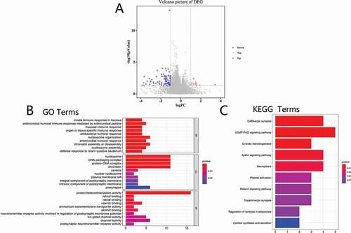 Figure 4. Cluterprofiler enrichment results of differentially expressed genes. (a) Volcano plot for differentially expressed genes. (b) The GO enrichment terms of differentially expressed genes. (c) The KEGG pathway analysis of differentially expressed genes