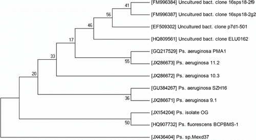 Figure 2.  Phylogenetic analysis based on 16S rRNA gene sequences available from European Molecular Biology Laboratory (EMBL) library constructed after multiple alignments of data by ClustalX. Distances and clustering with the neighbor joining method was performed using MEGA 4.0 software package. Bootstrap values based on 500 replications listed as per percentages at the branching points.