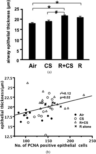 Figure 5 Roflumilast increases thickness of airway epithelium. (A) The airway epithelial thickness was calculated by dividing the epithelial area by the perimeter of corresponding basement membrane. Air: air control; CS: cigarette smoke alone; R+CS: roflumilast plus CS; R: roflumilast alone. Values are presented as mean ± SEM. *: p < 0.05 versus Air. #: p < 0.05 versus CS. (B) Airway epithelial PCNA level was plotted against the epithelial thickness. The airway PCNA expression positively correlated with the epithelial thickness (r2 = 0.12, p = 0.02).