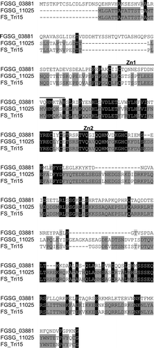 Fig. 1 Alignment of FGSG_03881, FGSG_11025, and FS_Tri15 proteins. Amino acid sequences were aligned by ClustalW2. Identical amino acids between all three proteins are highlighted in black, identities between FGSG_03881 and FS_Tri15 are highlighted in light grey, identities between FGSG_11025 and FS_Tri15 highlighted in dark grey, and the zinc fingers are labelled Zn1 and Zn2, respectively.