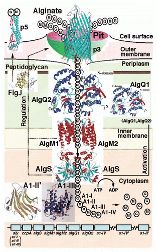 Figure 3 Strain A1 superchannel for alginate import and degradation. G, L-guluronate; M, D-mannuronate; aly, gene for alginate lyases (A1-I, A1-II and A1-III); ccpA, catabolite-control protein gene; algS, algM1 and algM2, ABC transporter genes for alginate import; algQ1 and algQ2, genes for alginate-binding proteins; a1-IV, alginate lyase A1-IV gene; a1-II', alginate lyase A1-II' gene; a1-IV', alginate lyase A1-IV' gene; p3, TonB-dependent transporter; p5, alginate receptor; FlgJ, C-terminal catalytic module for peptidoglycan hydrolysis. Details of each protein function are described in the text.