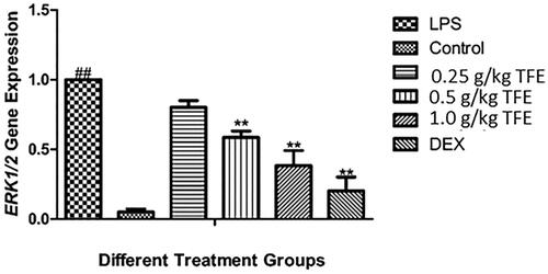 Figure 5. Effects of TFE on the ERK1/2 gene expression in MAPK signaling pathway in lung tissues of LPS-induced ALI. (#compared with the control, *compared with LPS, **/##p < 0.01).