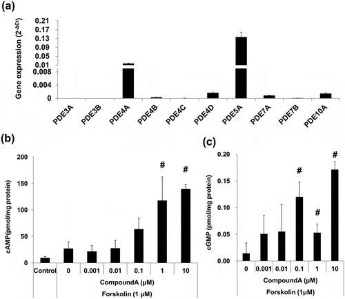 Figure 1. Elevation of cAMP and cGMP by compound A in the presence of forskolin in WI-38 human lung fibroblast cell line.(a) Expression of PDEs in WI-38 lung fibroblasts. Gene expression levels were normalized to that of GAPDH. (b, c) Measurement of intracellular cAMP and cGMP levels; (b) Treatment with compound A for 30 min led to an increase in cAMP in WI-38 cells stimulated with forskolin. (c) Treatment with compound A for 2 h led to an increase in cGMP in WI-38 cells treated with compound A for 2 h. C: control, mean ± SD, n = 3, #p ≤ 0.05 vs. control by two-tailed Williams’ test.