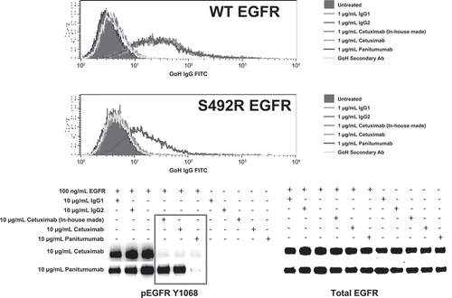Figure 1. Binding of panitumumab and cetuximab to wild-type and mutant (p.S492R) EGFR