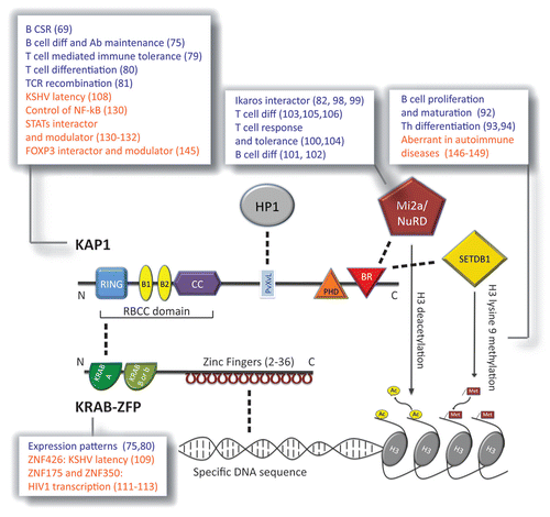 Figure 2. Function(s) of the KRAB proteins. Schematic of the main domains of KAP1 (top) and a prototypic KRAB-ZFP (bottom), and of the main molecules interacting with each of the two (direct interaction is depicted as dashed line). KAP1 domains (N to C-terminal). RING, Really Interesting New Gene zinc finger; B1 and B2, B box zinc fingers; CC, coiled coil. RING, B boxes, and CC form together the RBCC domain, needed by KAP1 to interact with the KRAB A domain of the KRAB-ZFP. PvXvL, hydrophobic pentapeptide needed for interaction with HP1 (Heterochromatin Protein 1); PHD, plant homeo-domain; BR, bromodomain. PHD and BR cooperate in binding the Mi2a/NuRD deacetylase complex and the SETDB1 histone 3 lysine 9 methyl transferase. Once recruited by KAP1 these two histone-modifying factors are able to induce heterochromatin formation by modifying histone 3 (H3) tail. KRAB-ZFP domains (N to C-terminal). KRAB A, Krüppel-associated box A. It is a transcriptional repressor module present in all KRAB-ZFP and mediates KAP1 recruitment. The second KRAB box is facultative and can be B or b depending on the primary structure of the sequence. Zinc fingers are present in tandem repeats and can vary from 2 to 36 in the family; they are able to bind specific DNA sequences. KAP1 has not a DNA-binding domain; KRAB-ZFP is thus the linkage between specific DNA stretches and KAP1-mediated complexes. Listed in the pop-ups the roles of the depicted protein or histone modification as assessed in the mouse (in blue) and in the human (in orange) adaptive immune system; in brackets the relative references.