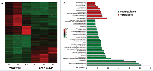 Figure 1. Genetic changes caused by the L535P EDMD lamin mutation. (A) Heat map representing genes that were significantly (p-value ≤ 0.05) up regulated (red, n = 838) or down regulated (green, n = 960) in EDMD L535P animals as opposed to wild-type animals. R = repetition of the experiment (B) (–log) of the p-value score of the most significant upregulated (red) and downregulated (green) gene clusters following Gene Ontology (GO) Enrichment Analysis (http://geneontology.org/page/go-enrichment-analysis).