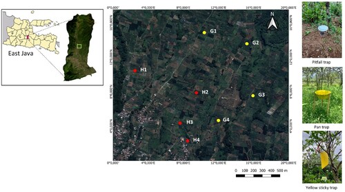 Figure 1. The study site of the crab apple orchards where arthropods are collected in Batu City, East Java Indonesia, and the type of traps G: grass ground cover; H: Hydrangeas intercropping; and the numbers (1–4) indicate plots as replications.