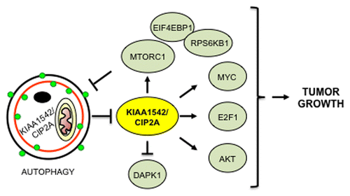 Figure 1. Proposed model for the regulation of tumor growth by KIAA1524/CIP2A and autophagy. KIAA1524/CIP2A inhibits PP2A-mediated dephosphorylation of MTORC1 substrates RPS6KB1 and EIF4EBP1 thereby enhancing the MTORC1 signaling pathway. Together with previously reported effects of KIAA1524/CIP2A on stabilization of MYC, activation of E2F1 and AKT as well as inhibition of DAPK1, KIAA1524/CIP2A enhances tumor cell growth by stimulating protein synthesis, cell metabolism and proliferation as well as by inhibiting apoptosis. Conversely, MTORC1 inhibition leads to autophagic degradation of KIAA1524/CIP2A and reversal of its tumor-promoting activities.