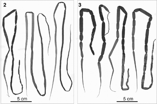 Figs 2–3. Habit of Scytosiphon lomentaria collected from Muroran, Hokkaido, Japan on 10 March 2000. Fig. 2. Sexual thalli (SAP 094827). Fig. 3. Asexual thalli (SAP 094829).