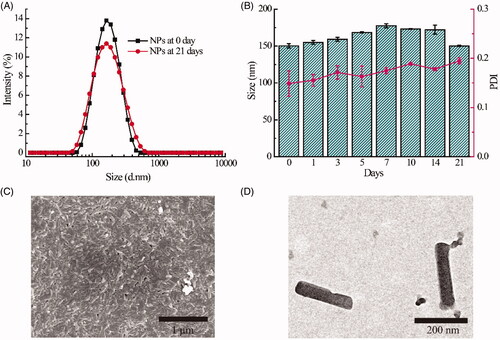 Figure 1. The particle size distribution of HCPT/Ce6 NPs before vs. after storage determined by DLS results (A) and the particle size changes of HCPT/Ce6 NPs during storage (n = 3) (B); SEM images of HCPT/Ce6 NPs (C); TEM images of HCPT/Ce6 NPs (D).