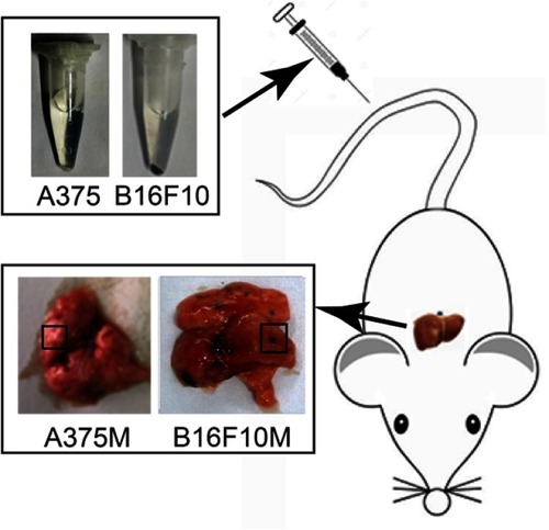 Figure S2 Schematic of the experiment metastatic model used in the study. B16F10 cells and A375 cells were intravenously injected into mice through the tail vein, and the pulmonary metastases were stripped for the later experiment.