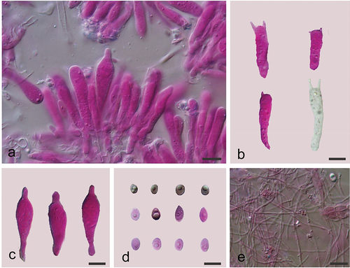 Figure 23. Microscopic structures of Physalacria tianzhongshanensis (holotype). (a) A vertical section of basidiomes. (b) Basidia. (c) Cystidia. (d) Basidiospores. (e) Hyphae. Scale bars: 10 μm.