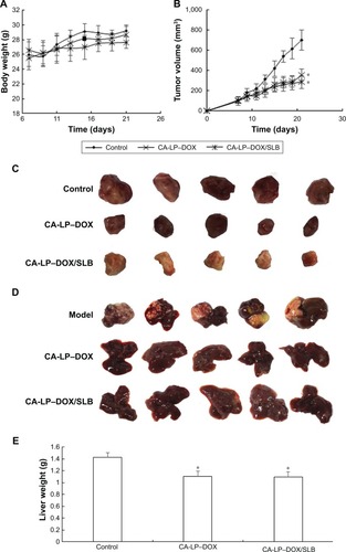 Figure 7 In vivo antitumor effects of different DOX formulations in subcutaneous H22-bearing mice and orthotopic HepG2-bearing nude mice models.Notes: (A) Relative BW of subcutaneous mice H22 xenografts mice. Data are presented as mean ± SD (n=5). (B) Tumor volume of tumor in subcutaneous mice H22 xenografts models. Data are presented as mean ± SD (n=5). *P<0.05. (C) The representative photograph in subcutaneous mice H22 xenografts models. (D) Photograph of excised liver tumors at the end of the experiment of orthotopic HepG2-bearing nude mice. (E) Excised liver tumor weights of orthotopic HepG2-bearing nude mice. Data are presented as mean ± SD (n=5). *P<0.05. (F) Histological section of liver tissue of orthotopic HepG2-bearing nude mice (magnification ×200).Abbreviations: BW, body weight; CA-LP, DSPE-PEG-cholic acid-modified liposomes; DOX, doxorubicin; SLB, silybin.