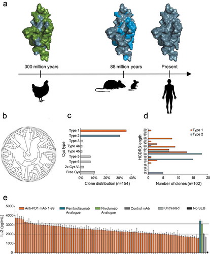 Figure 1. a Amino acid residue differences shown by the coloring of surface-exposed residues in extracellular domain of PD1. Human/common (gray), different in chicken (green), different in mouse (blue). Timeline (arrow) indicates evolutionary time distance since common ancestor.Citation6 b ClustalO analysis of 144 chicken-derived antibodies shows high sequence diversity as displayed in a circular cladogram. c Distribution of Cys configuration in repertoire into distinct types as defined previously.Citation10 d HCDR3 length distribution of antibodies with Cys type 1 (orange) and type 2 (blue) configuration. e Waterfall plot showing a ranking of 99 humanized anti-PD1 antibodies tested for functional activity in an SEB whole blood assay at 1 µg/ml. Analogue of pembrolizumab and nivolumab were included as a positive control, and the negative control mAb was a human IgG1 LALA that binds to an irrelevant non-human antigen. IL-2 levels in the supernatants were determined after 48 h of culture. Horizontal lines indicate IL-2 levels after treatment with control mAb (dashed) or nivolumab analogue (solid). Each bar represents mean ± SEM (n = 3).